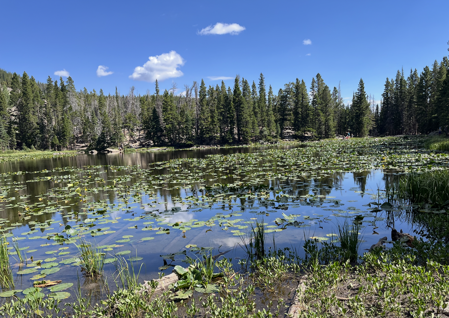 Nymph Lake, Rocky Mountain National Park